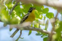 Emberiza flaviventris