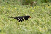 Bubalornis niger