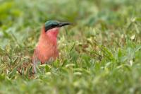 Merops nubicoides