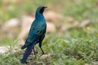 Lamprotornis australis