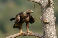 Aquila chrysaetos