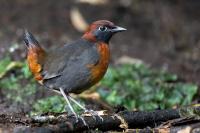 ECUADOR-FAUNA