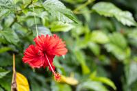 ECUADOR -FLOWERS