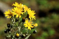 ETHIOPIA FLORA