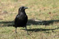 Corvus edithae