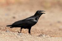 Corvus rhipidurus