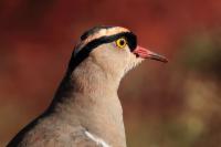 Vanellus coronatus