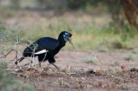 Bucorvus abyssinicus