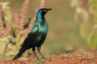 Lamprotornis chalybaeus