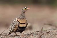 ETHIOPIA FAUNA