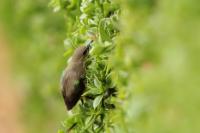 Cinnyris mariquensis