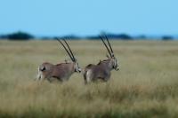 East African oryx