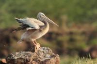 Pelecanus rufescens