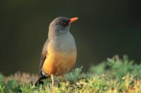 Turdus abyssinicus