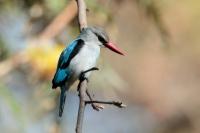 Halcyon senegalensis