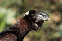 Corvus crassirostris