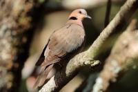 Streptopelia semitorquata