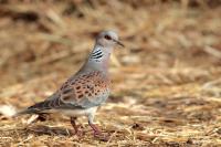 Streptopelia turtur