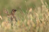 Coturnix coturnix