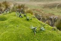 ECUADOR LANDSCAPE