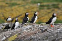 Scotland landscape and fauna