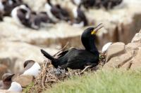 Phalacrocorax aristotelis