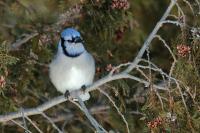 Cyanocitta cristata 