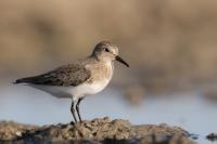 Calidris temminckii 