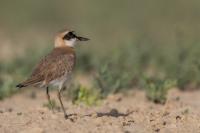 Charadrius leschenaultii