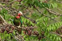 Amazona leucocephala