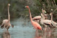 Phoenicopterus ruber