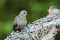 Columbina passerina