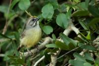 Torreornis inexpectata