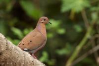 Zenaida aurita