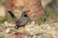 Turdus plumbeus