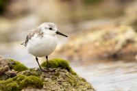 Calidris alba