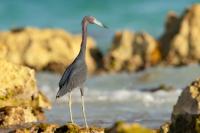 Egretta caerulea 