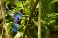 Trogon melanocephalus