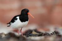 Haematopus ostralegus