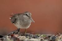 Calidris canutus