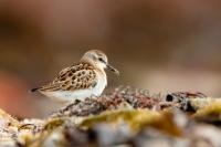 Calidris minuta