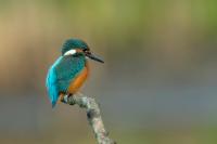 Alcedo atthis