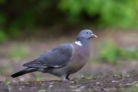 Columba palumbus