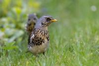 Turdus pilaris