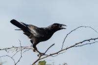 Corvus palmarum