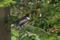 Turdus torquatus