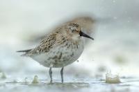 Calidris alpina