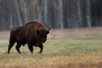 European bison