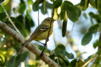 Vireo nanus