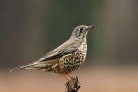 Turdus viscivorus